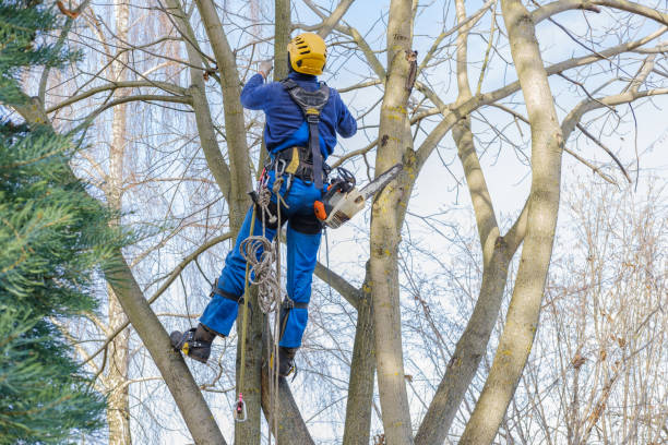 Brookville, OH Tree Removal Services Company