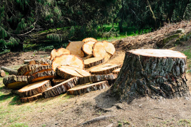 How Our Tree Care Process Works  in  Brookville, OH